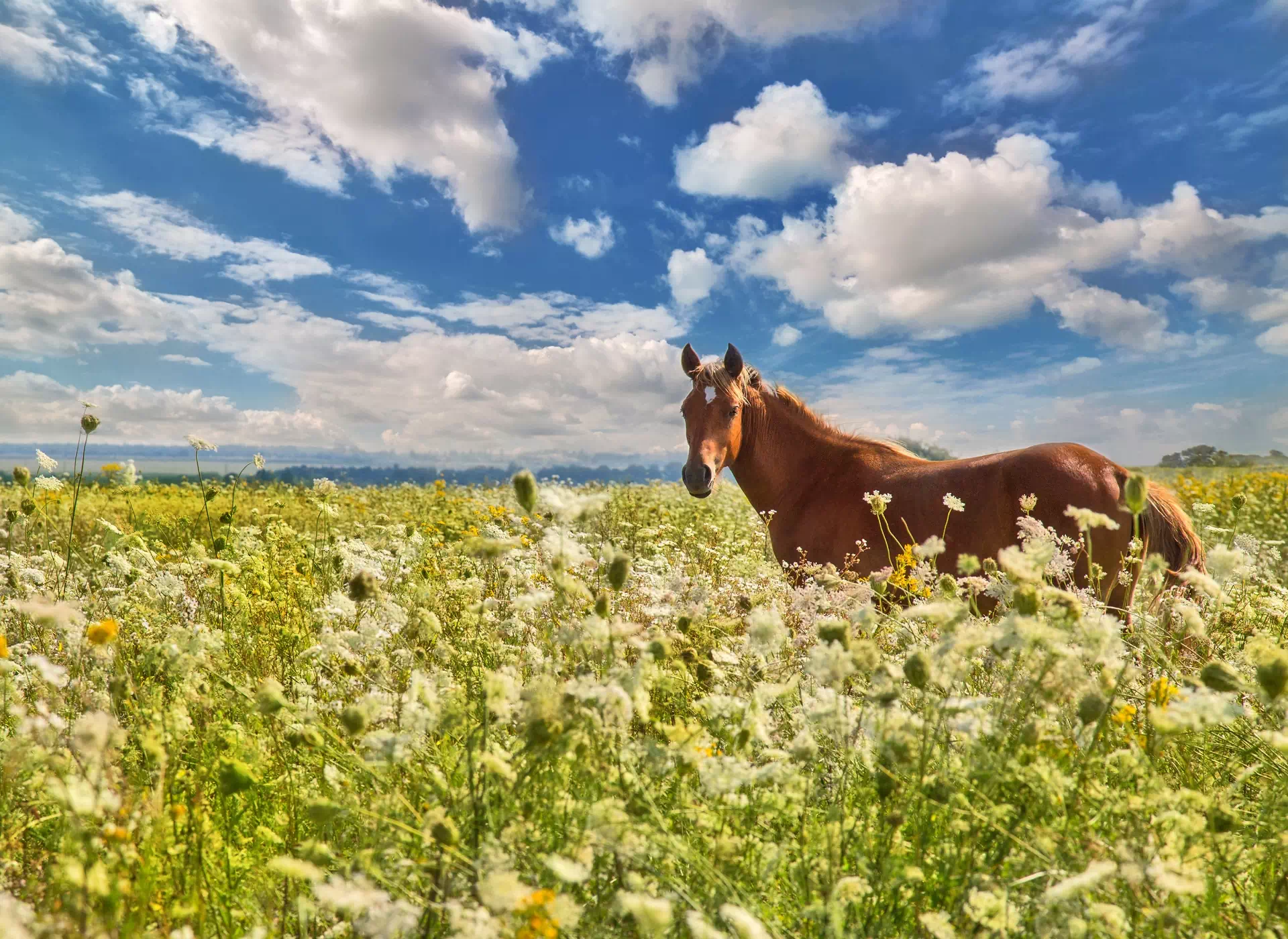 koń na łące kwiatowej